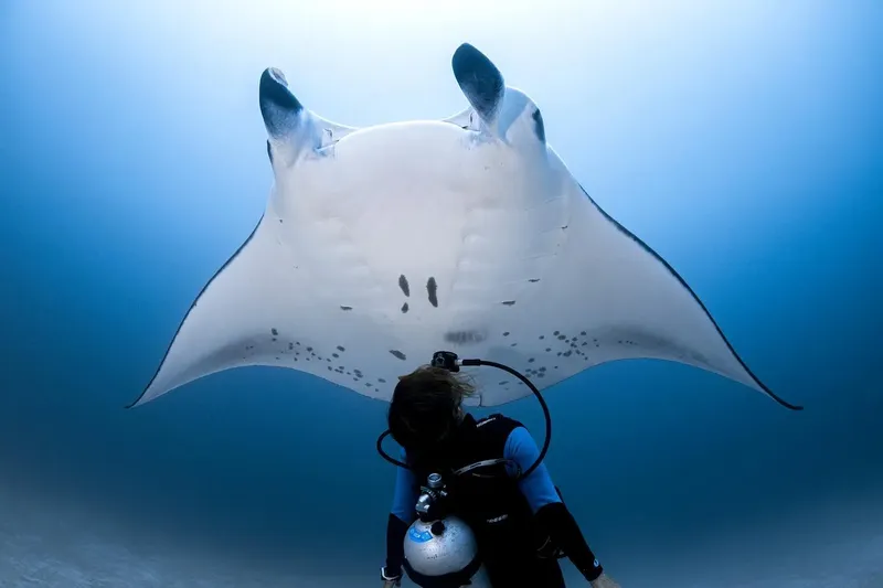 Raie manta majestueuse nageant au-dessus d'un plongeur dans l'eau bleue