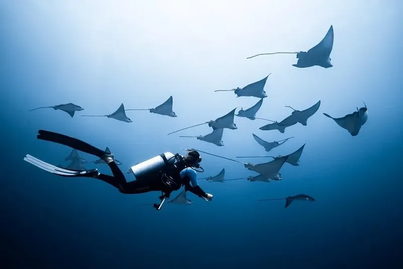Plongeur évoluant au milieu d'un banc de raies manta en mer