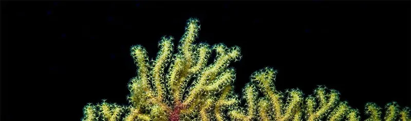 Coraux jaunes et verts sous l'eau, fond noir profond
