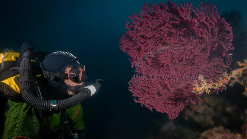Plongeur observant un grand corail rose et des petites étoiles de mer