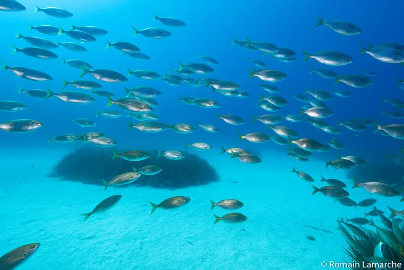 Banc de poissons argentés nageant au-dessus d'un fond marin sablonneux clair
