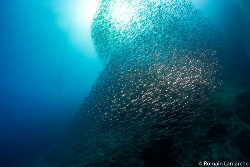 Un banc de poissons argentés dense sous la surface lumineuse de l'eau