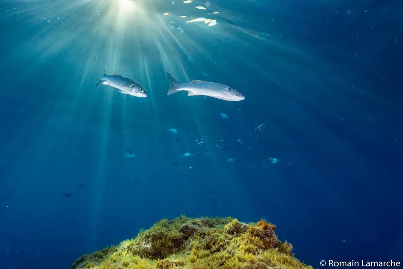 Deux sars nageant dans une eau bleue claire et ensoleillée