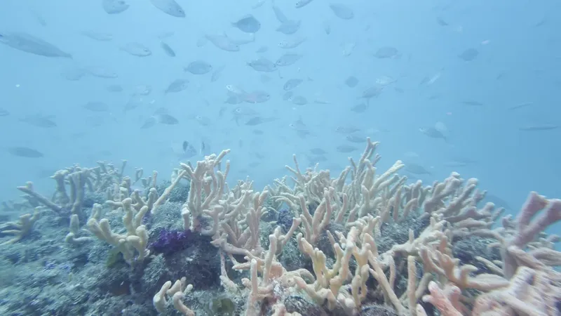 Banc de poissons argentés au-dessus d'un récif corallien clair