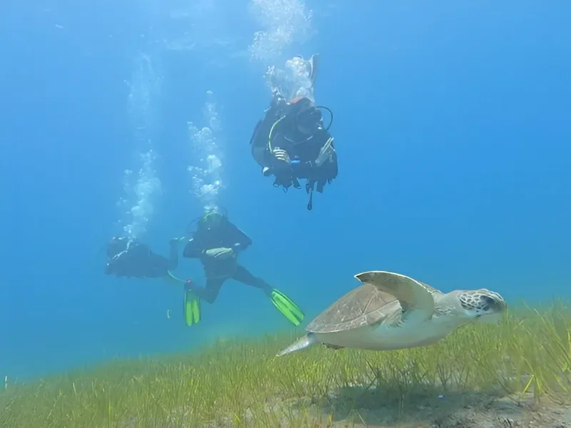 Plongeurs et tortue marine nagent dans une eau claire et bleue