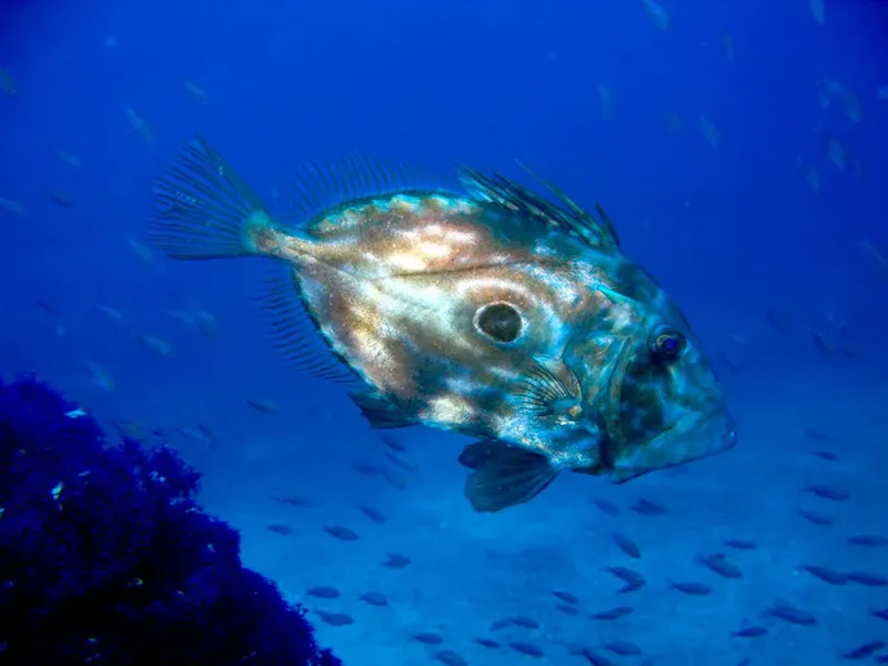 Grand poisson rocheux nageant dans l'eau bleue entouré de petits poissons