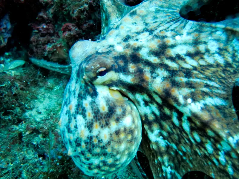 Gros plan d'une pieuvre colorée sur un fond rocheux sous-marin