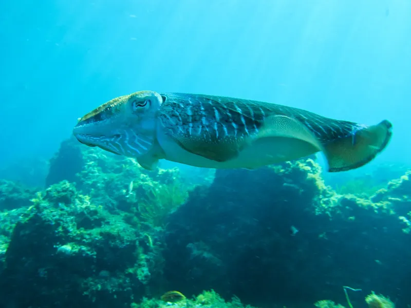 Calmar géant nageant dans l'eau bleue au milieu des coraux