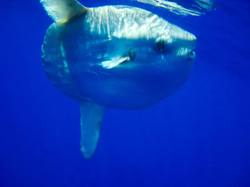 Poisson-lune nageant dans l'eau bleue, gros plan sur sa tête