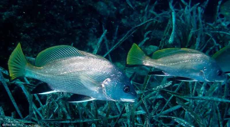 Deux poissons gris et jaunes nagent parmi des algues marines