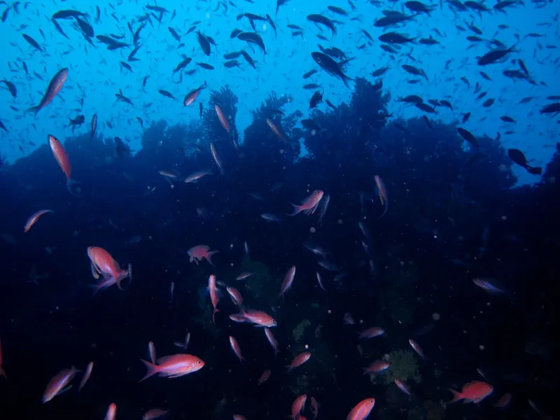 Banc de poissons rouges dans l'eau bleue, corail sombre en arrière-plan