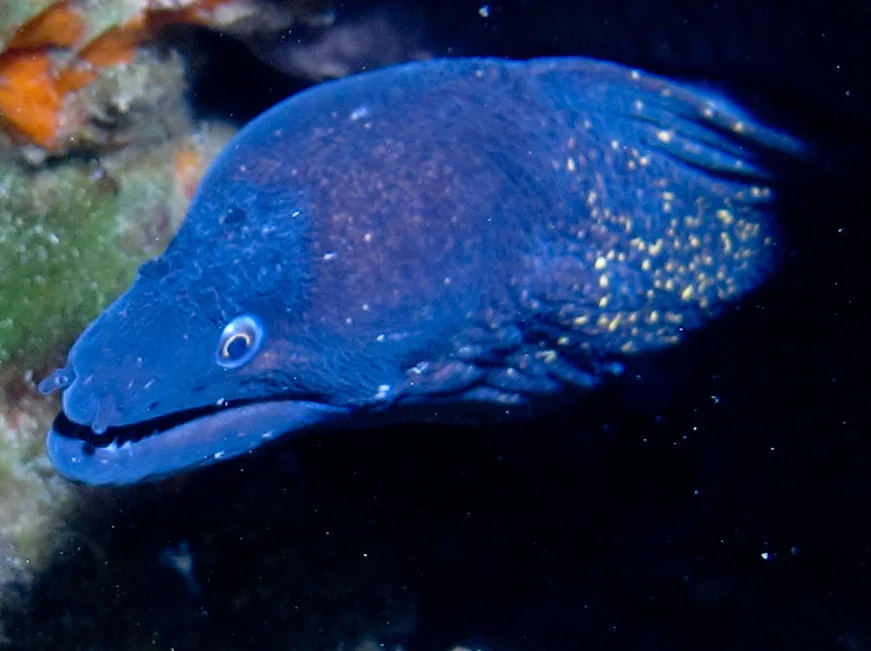 Murène bleue, serpent de mer, habitat rocheux, plongée sous-marine, faune marine