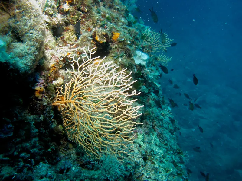 Coraux gorgones et poissons sur un fond rocheux sous-marin