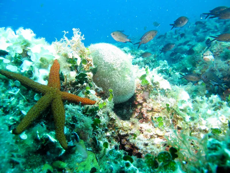 Étoile de mer orange sur fond rocheux avec des poissons et algues