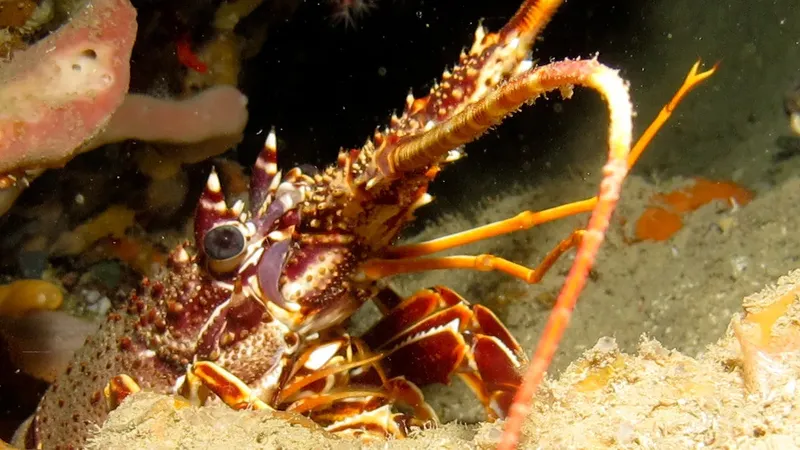 Gros plan d'un homard épineux coloré sur un fond rocheux