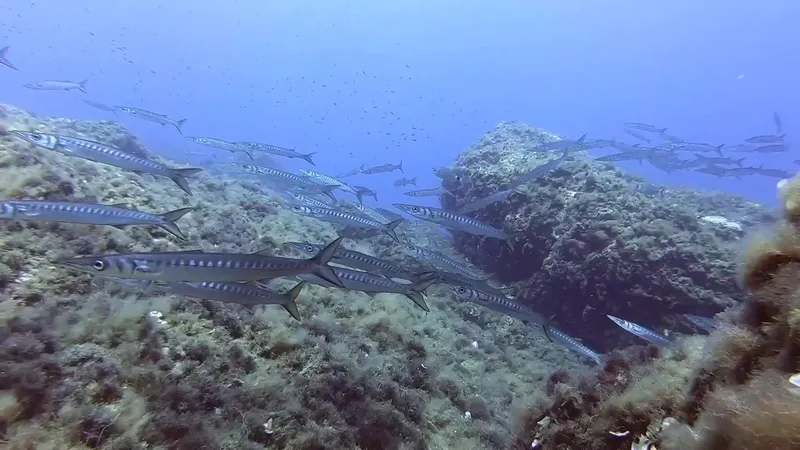 Banc de poissons-aiguilles nageant près d'un récif rocheux sous-marin