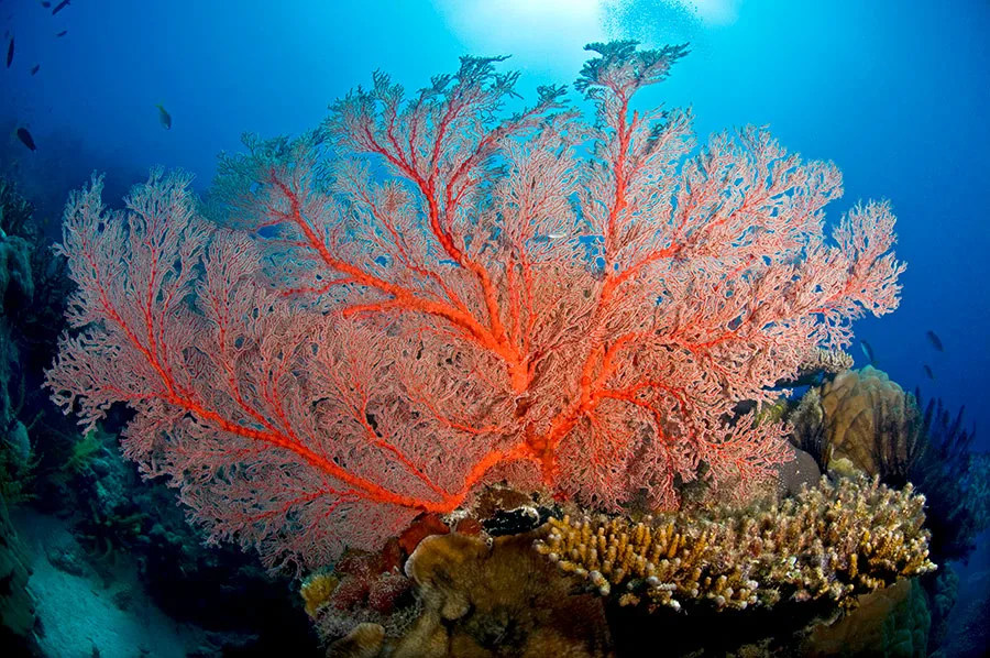 Gros plan d'un corail rouge flamboyant et de poissons tropicaux sous-marins