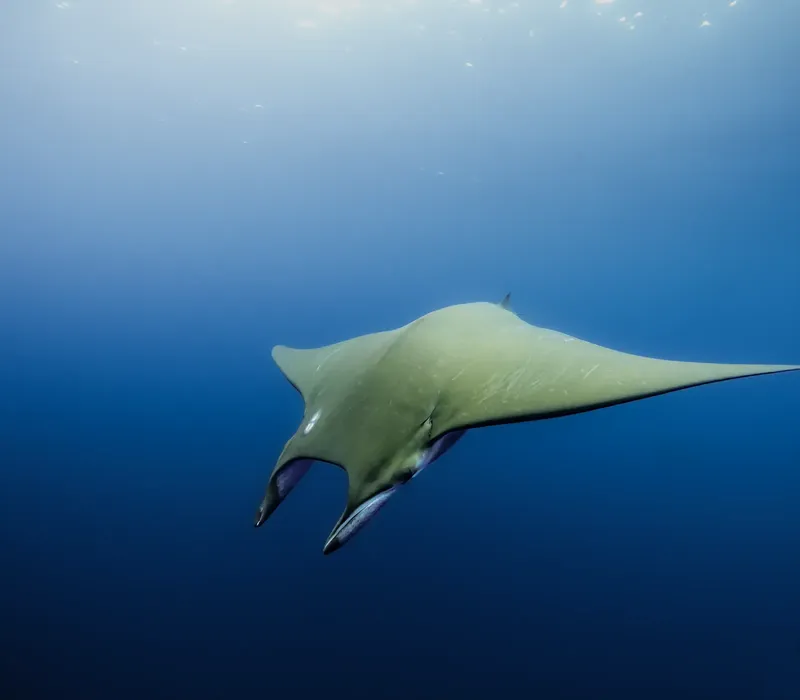 Grande raie manta nageant gracieusement dans les eaux bleues de l'océan