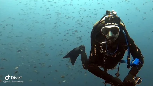 Plongeur en combinaison noire entouré d'un banc de petits poissons bleus