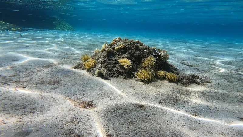 Fond marin sablonneux avec quelques rochers et herbiers sous l'eau