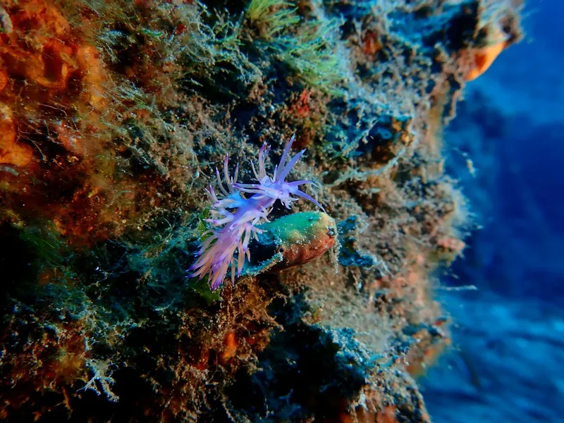Nudibranche colorée sur un récif rocheux sous-marin en Méditerranée