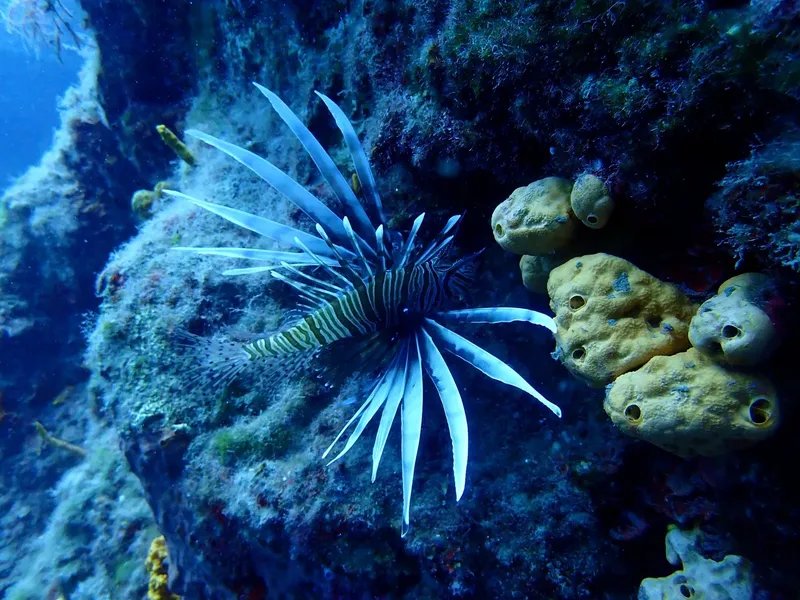Poisson-lion déployant ses nageoires rayées sur un fond rocheux bleu