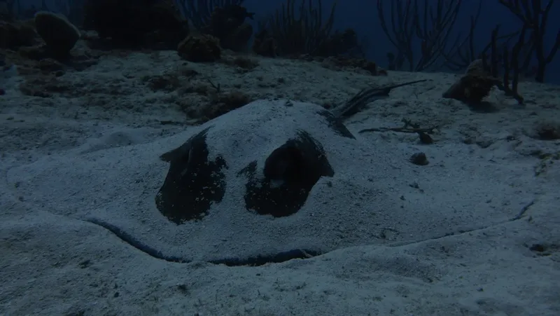 Raie manta camouflée sur un fond sablonneux en milieu marin