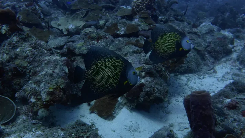 Deux poissons anges à nageoires jaunes nagent près d'un récif corallien