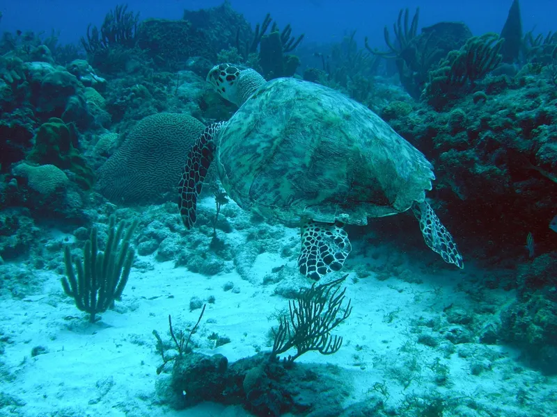 Tortue marine nageant au milieu des coraux et du sable