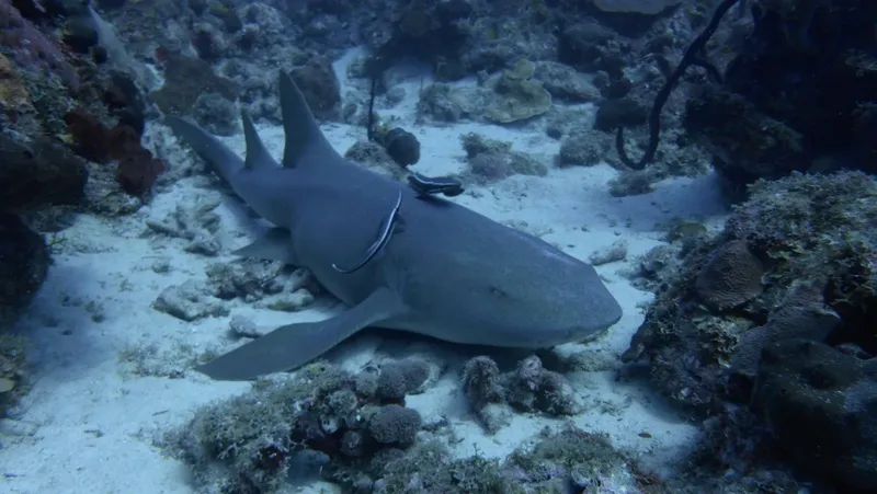 Requin tapis sur le fond marin sablonneux, coraux et vie marine