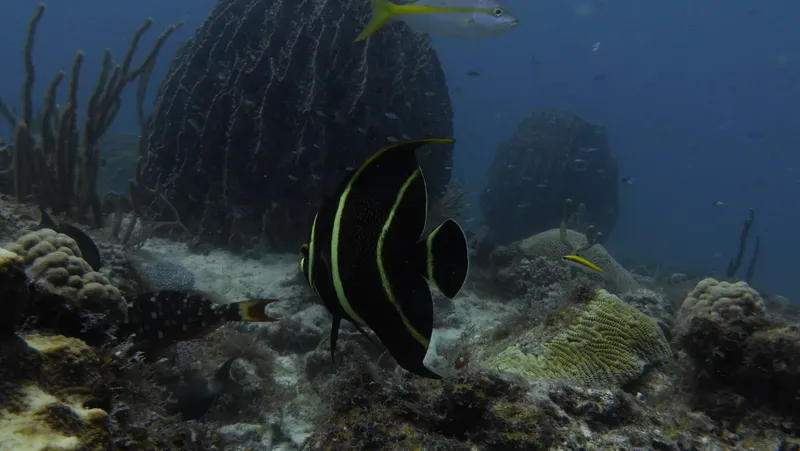 Poisson-ange voilant nageant près de coraux et d'éponges bleues