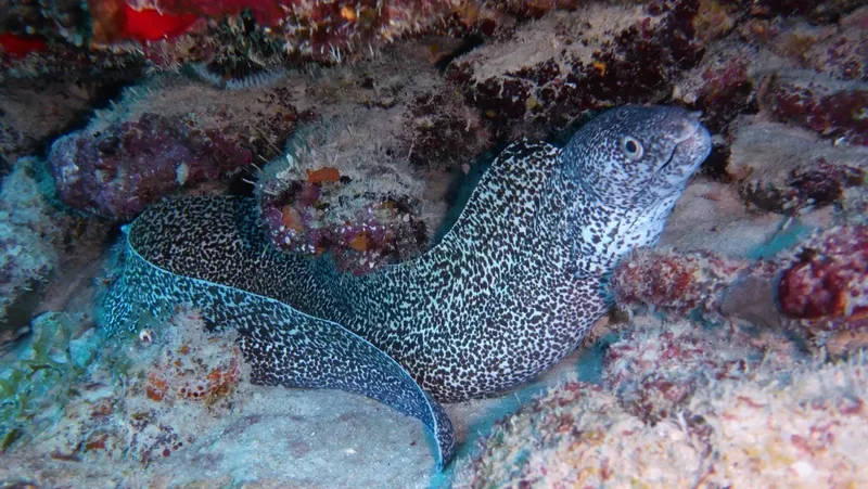 Murène tachetée se fondant dans un récif corallien coloré