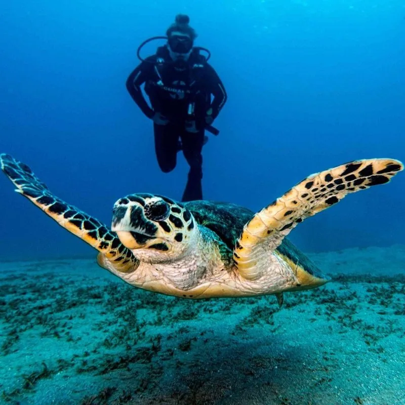 Plongeur et tortue marine nageant ensemble dans une eau bleue claire