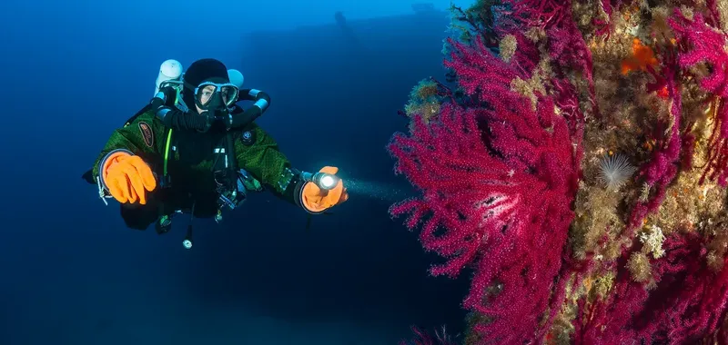 Plongeur éclairant un corail rouge avec une lampe torche sous-marine