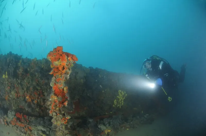 Plongeur explorant une épave colonisée par des organismes marins
