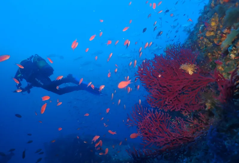 Plongeur explorant un récif corallien rouge entouré de petits poissons