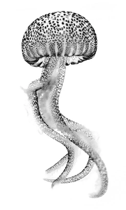 Méduse en pleine eau, tentacules visibles, corps moucheté, nage paisible