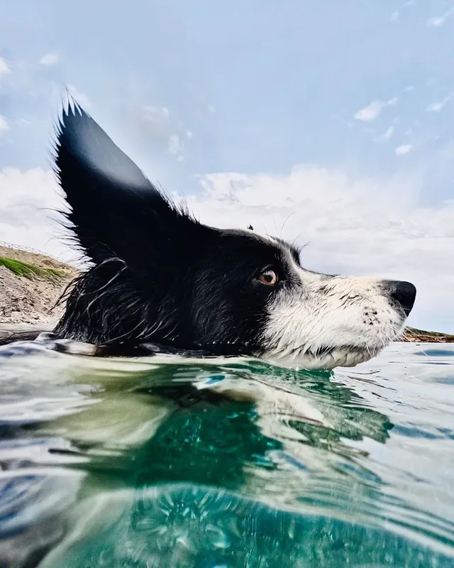 Chien noir et blanc nageant avec la tête hors de l'eau