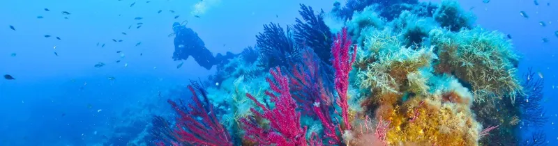 Plongeur explorant un récif corallien coloré avec de nombreux poissons