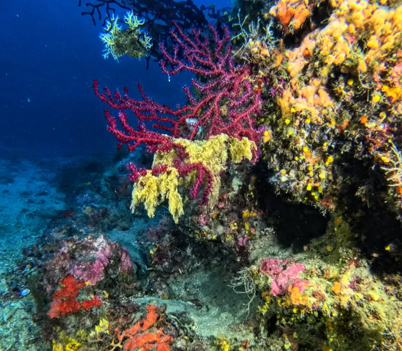 Coraux colorés et formations rocheuses sous-marines dans l'eau bleue