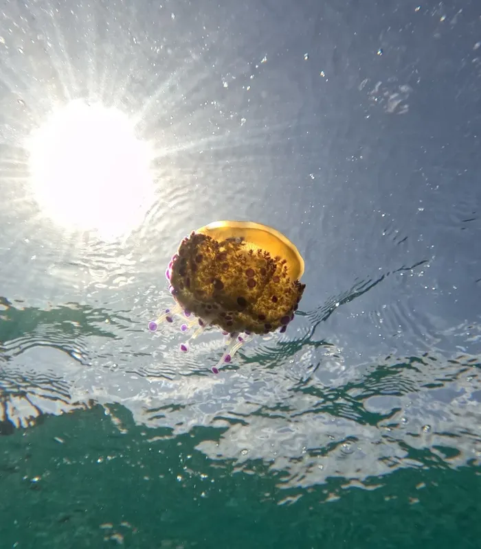 Méduse dorée flottant dans l'eau, rayons de soleil, vue sous-marine