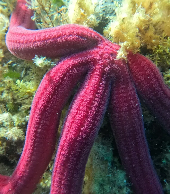 Étoile de mer rouge texturée sur fond rocheux et algues marines