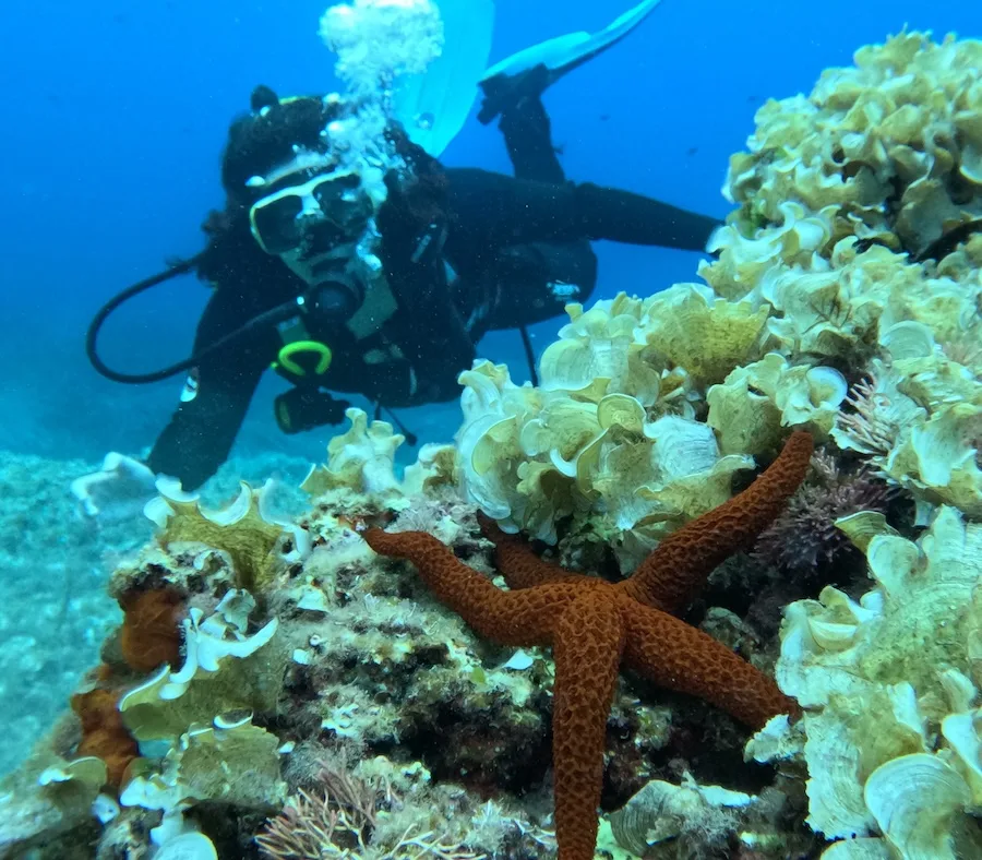 Plongeur explore un récifal corallien avec une étoile de mer orange