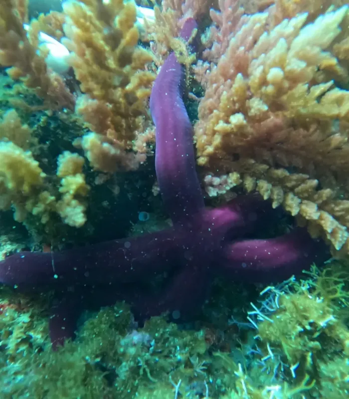 Étoile de mer pourpre sur corail et végétation marine sous-marine