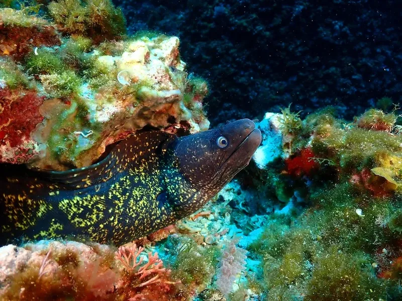 Murène tachetée observant l'appareil photo dans son habitat rocheux