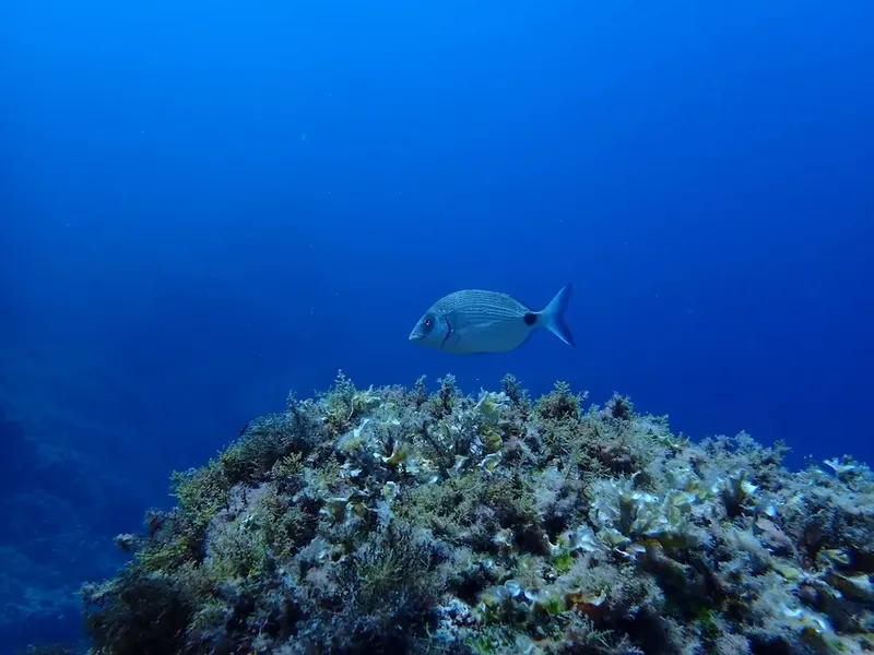 Poisson argenté nageant au-dessus d'un récif corallien luxuriant en bleu profond