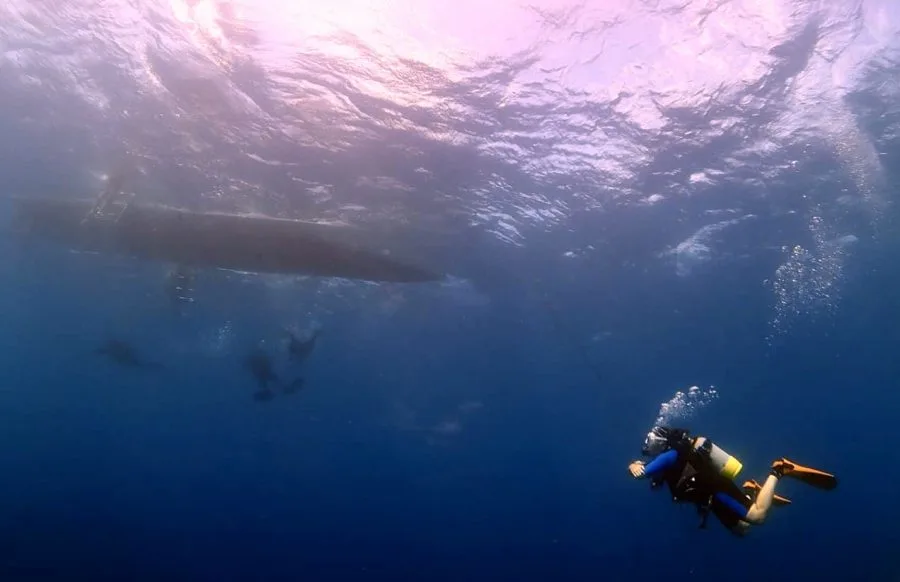 Plongeur observant un groupe de poissons et une baleine au loin