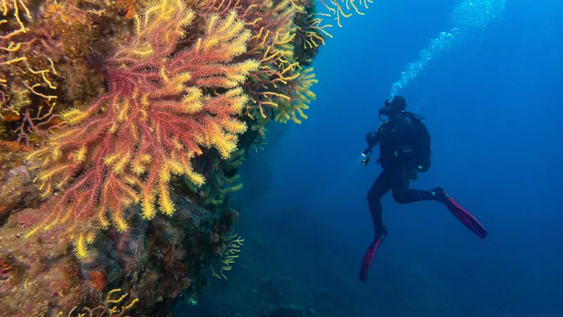 Plongeur explorant un récif corallien coloré en profondeur