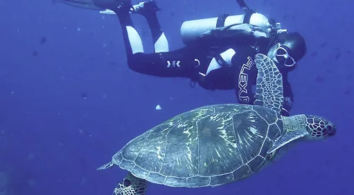 Plongeur nageant avec une tortue de mer dans l'eau bleue