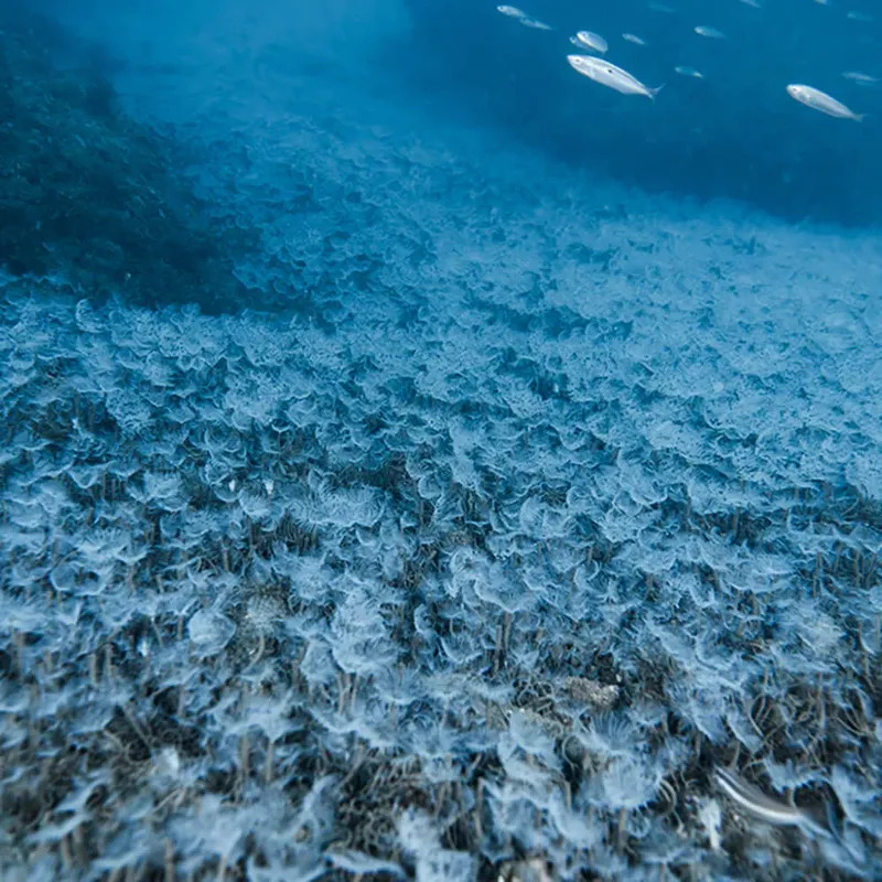 Essaim de méduses translucides dans l'eau bleue, quelques poissons argentés